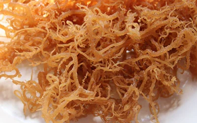 The Health Benefits of Sea Moss: Why You Should Try It